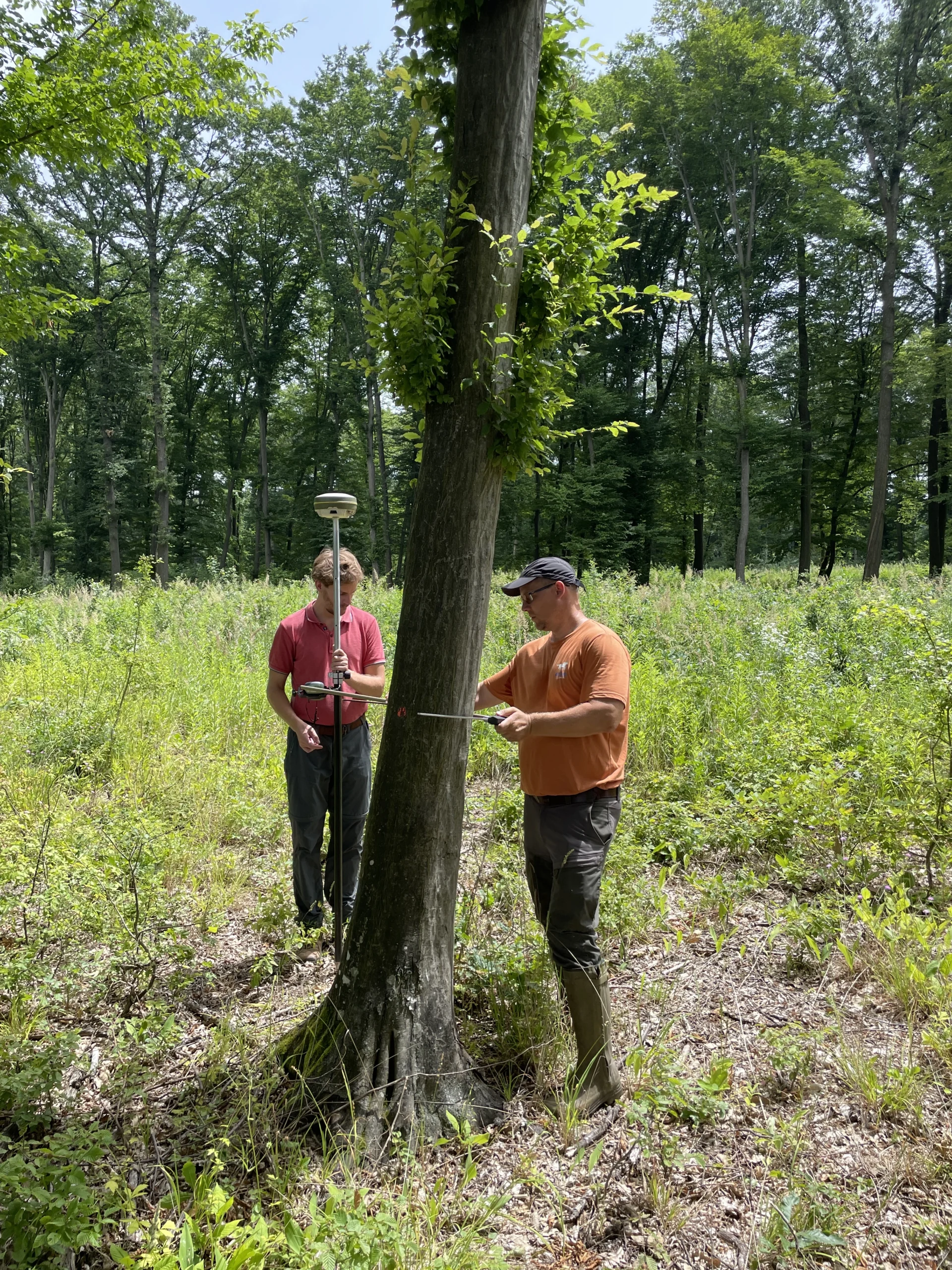 Drónos erdőfelmérés, forestry surveys